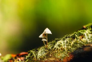 Functional Mushroom Brands