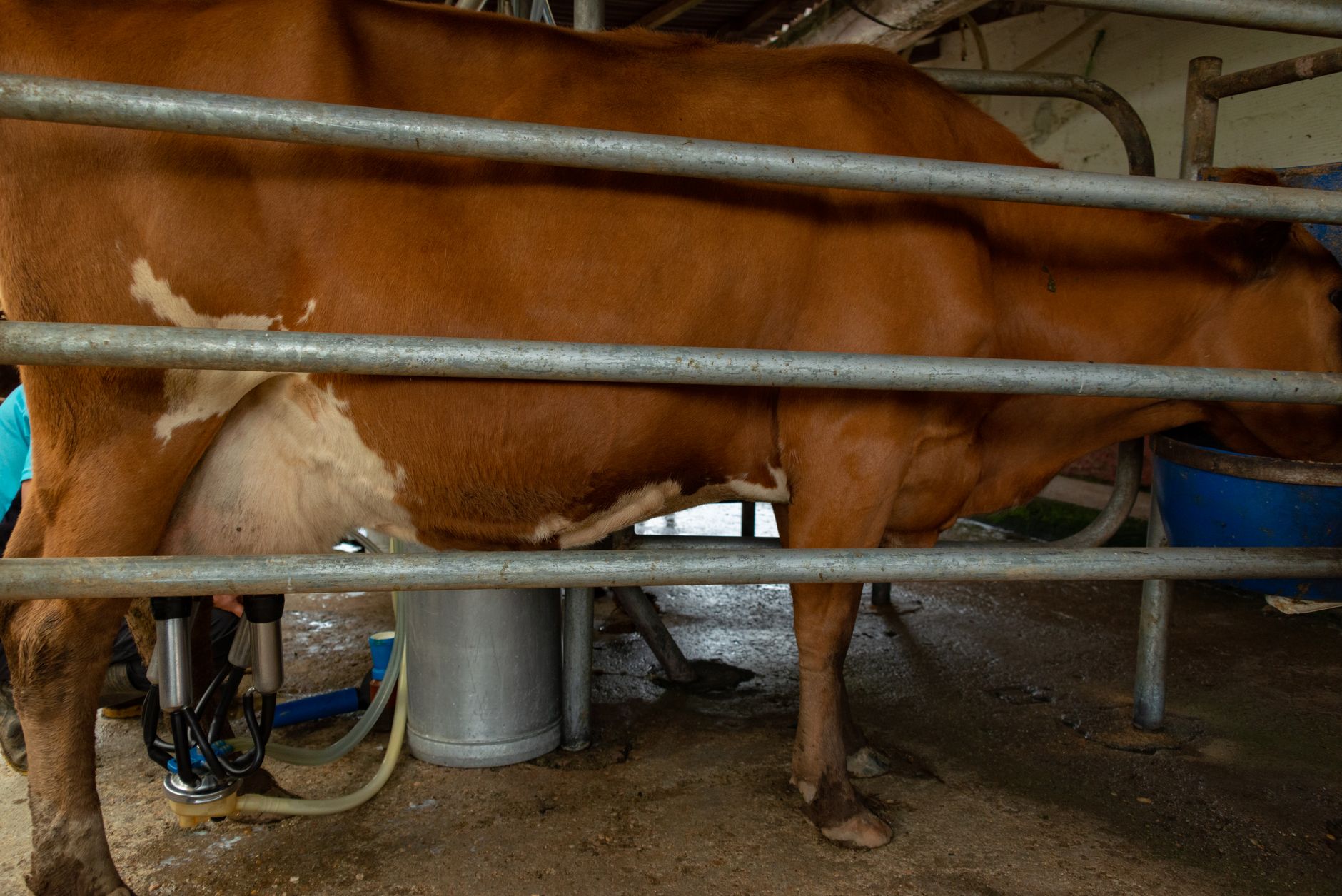 high-protein long-life milk